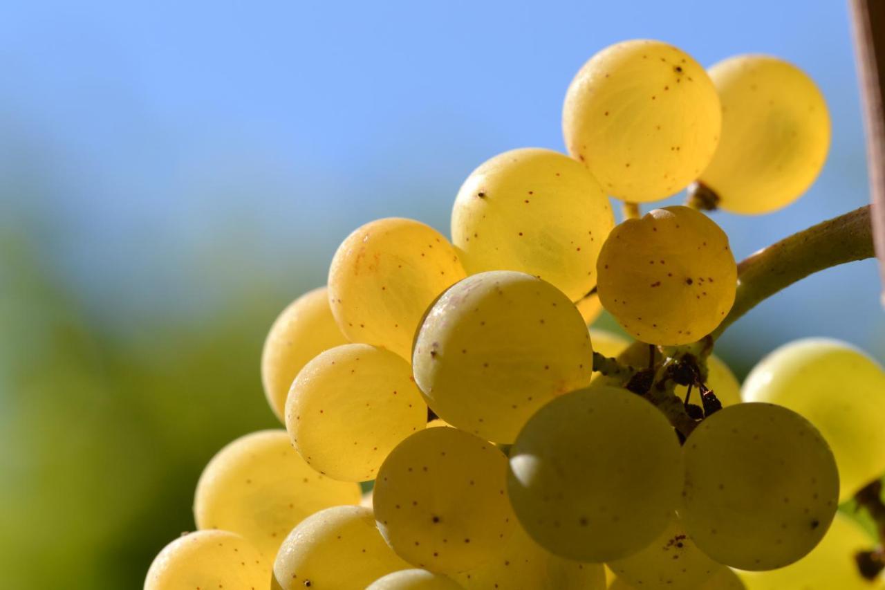 Am Weinberg - Stilvoll, Ruhig, Zum Wohlfuehlen Lägenhet Pfaffenweiler Exteriör bild
