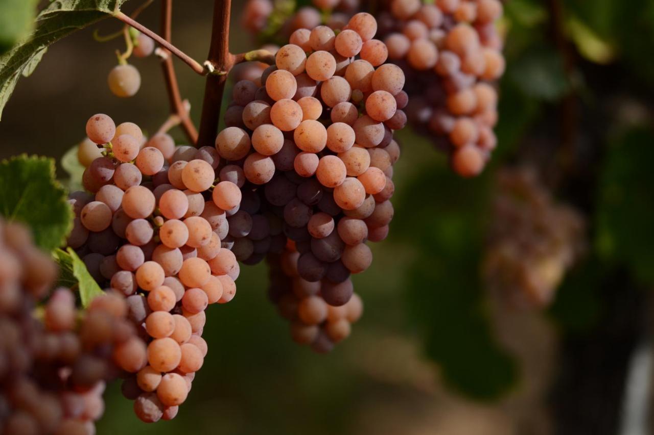 Am Weinberg - Stilvoll, Ruhig, Zum Wohlfuehlen Lägenhet Pfaffenweiler Exteriör bild